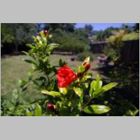 pomegranite_flower.jpg